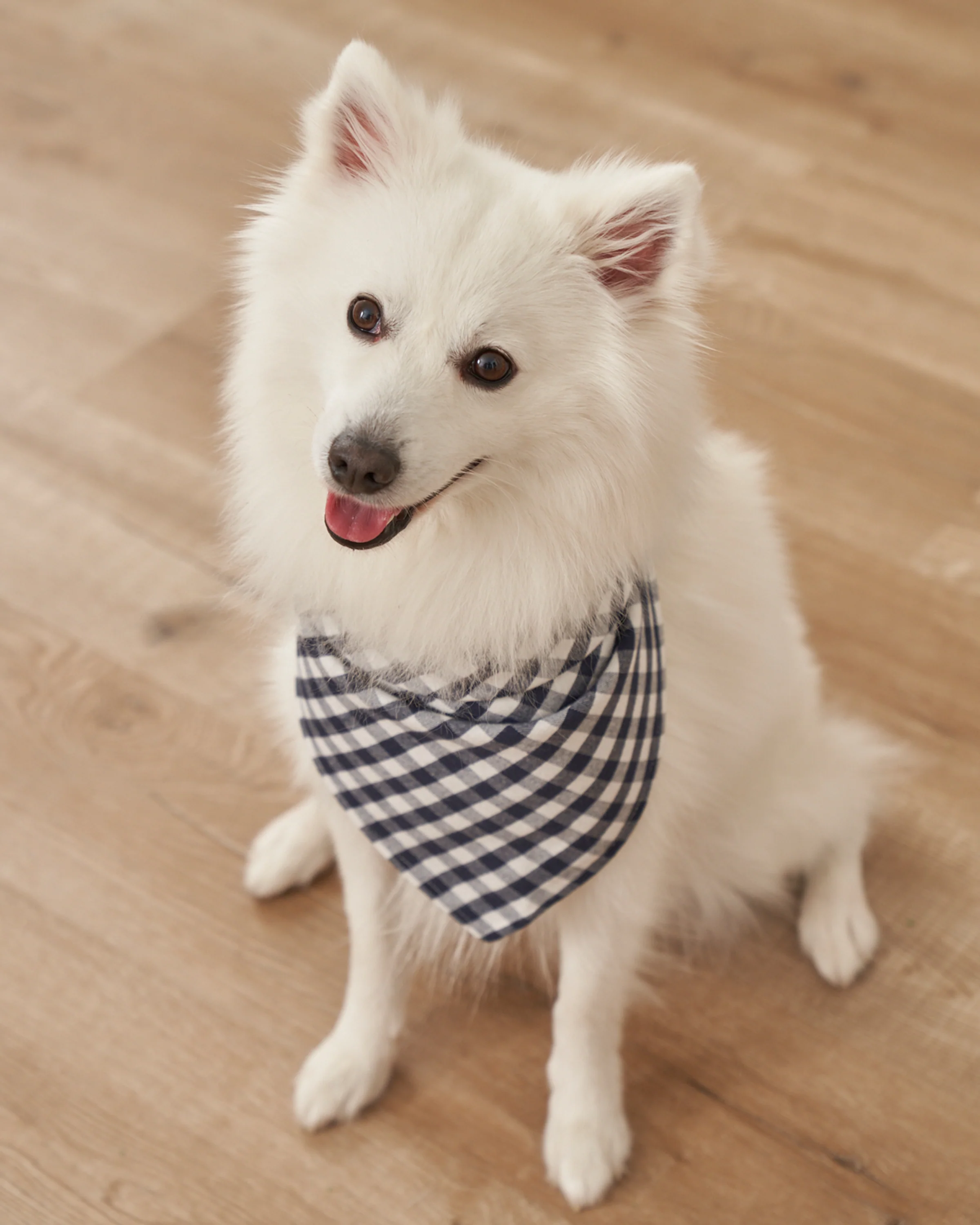 Twill Dog Bandana in La Mer - Image 2