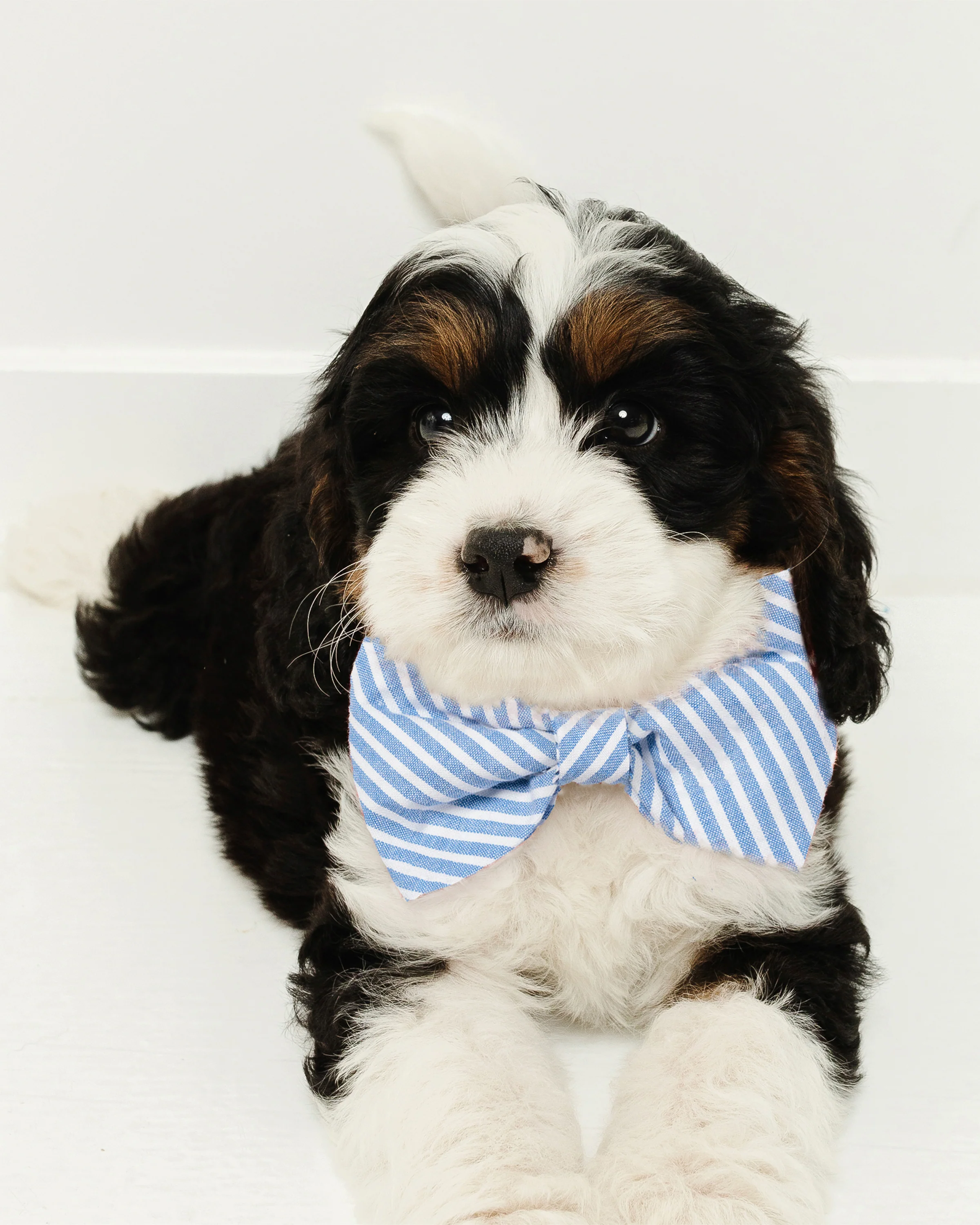 Twill Dog Bow Tie in Portsmouth Anchors - Image 2